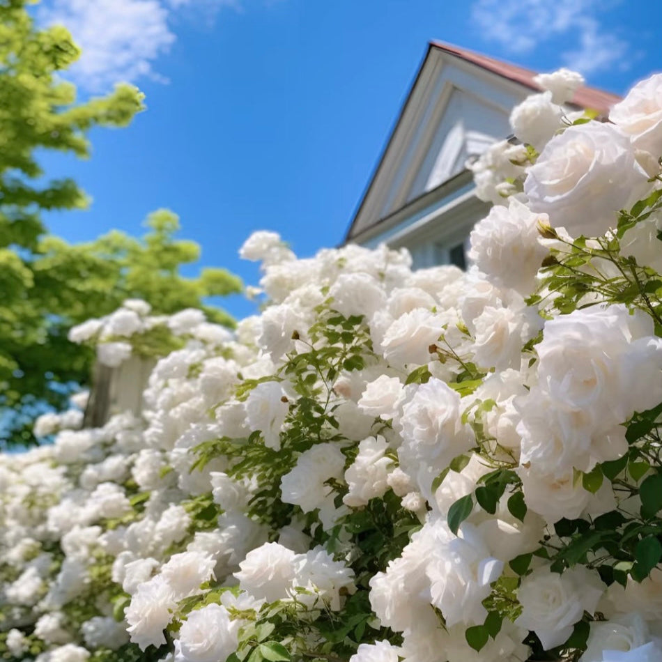 100pcs/Bag Climbing Rose Seeds