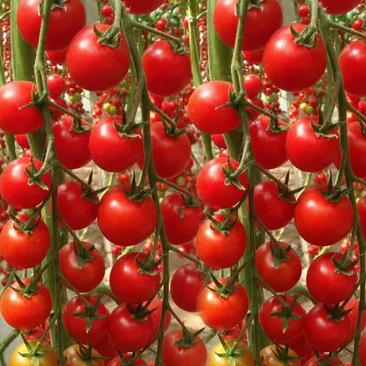 100 pcs|Waterfall Tomato Seeds