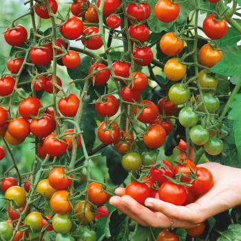 100 pcs|Waterfall Tomato Seeds
