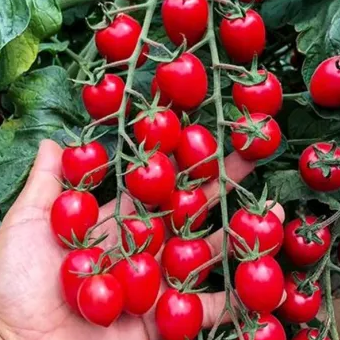 100 pcs|Waterfall Tomato Seeds