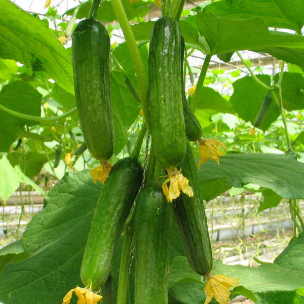 100 pcs|Thorn-less Mini Cucumber Seeds