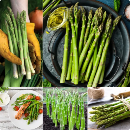 100 pcs|King of Vegetables - Asparagus Mary Washington