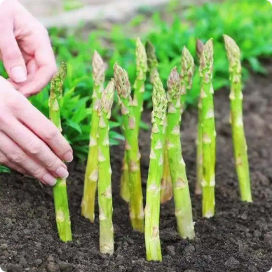 100 pcs|King of Vegetables - Asparagus Mary Washington