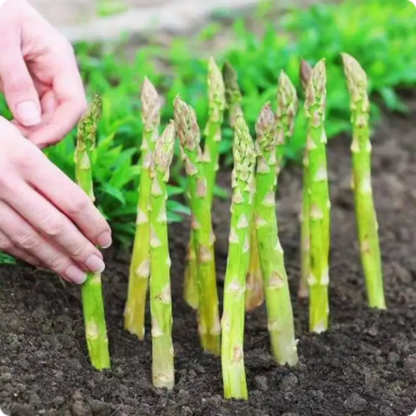 100 pcs|King of Vegetables - Asparagus Mary Washington