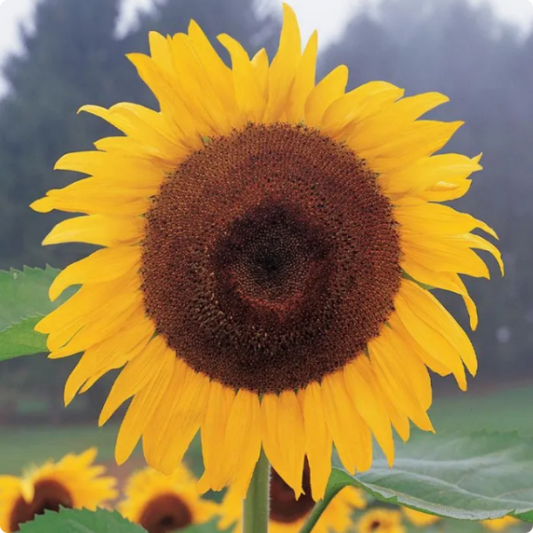 50 pcs| Sunflower, Kong Hybrid