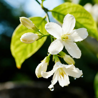 For 50 Non-GMO Climbing Silver Jasmine Seeds - Aromatic Evergreen, Ideal Decor Choice for Garden & Balcony Fragrant