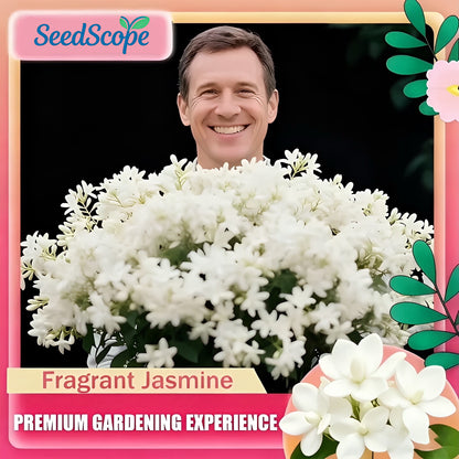 For 50 Non-GMO Climbing Silver Jasmine Seeds - Aromatic Evergreen, Ideal Decor Choice for Garden & Balcony Fragrant