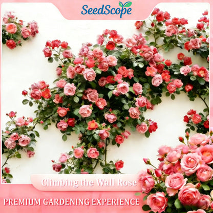 200 Pcs Rare Rose Flower Seeds, Suitable for Small Gardens, Patios, Balconies & Indoor Cultivation, Top Choice for Horticulture