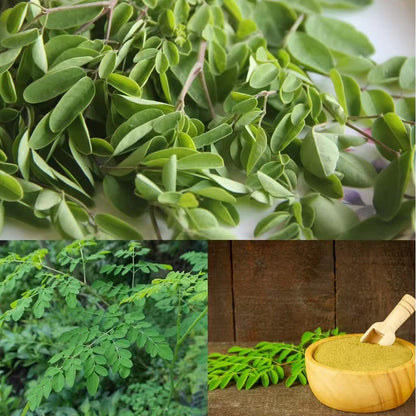 Moringa Seeds for Planting | Edible, Excellent Germination | Semillas de Moringaa Seed for Eating | Malunggay