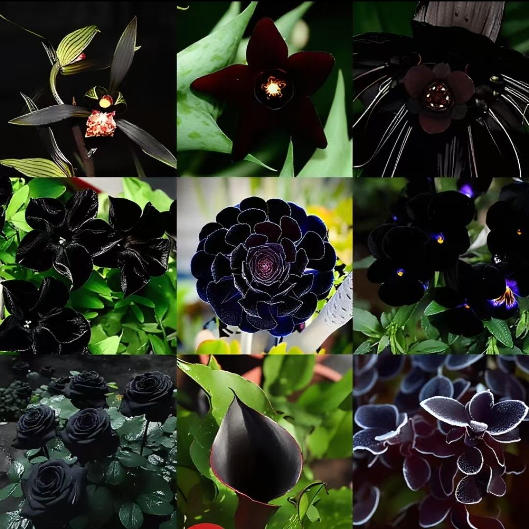 Exclusive Black Wildflower Seed Mix