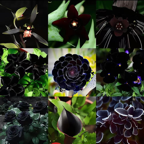 Exclusive Black Wildflower Seed Mix