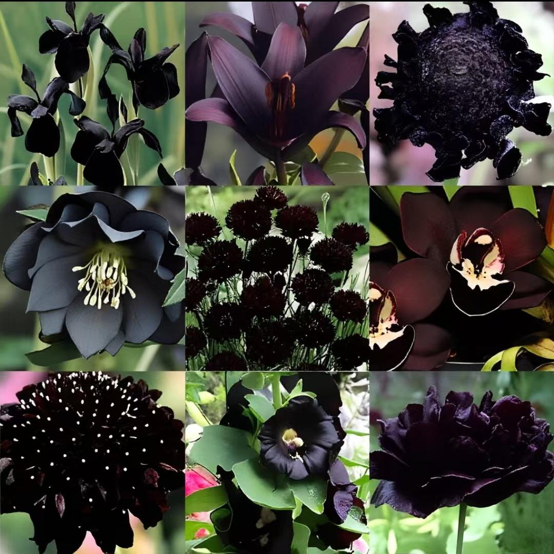 Exclusive Black Wildflower Seed Mix