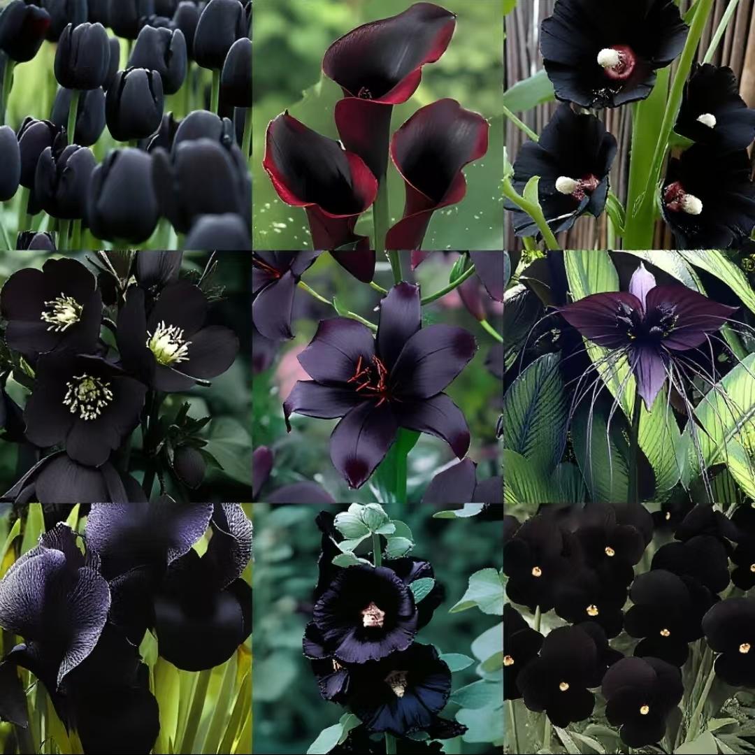 Exclusive Black Wildflower Seed Mix