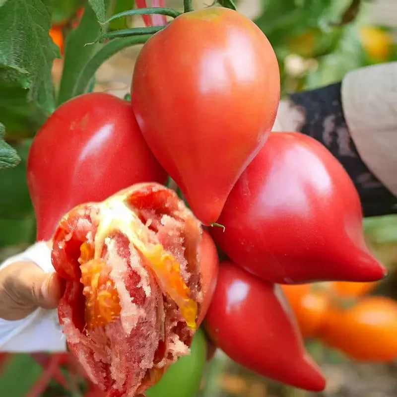 100 pcs|Hair Pink Tomato Seeds