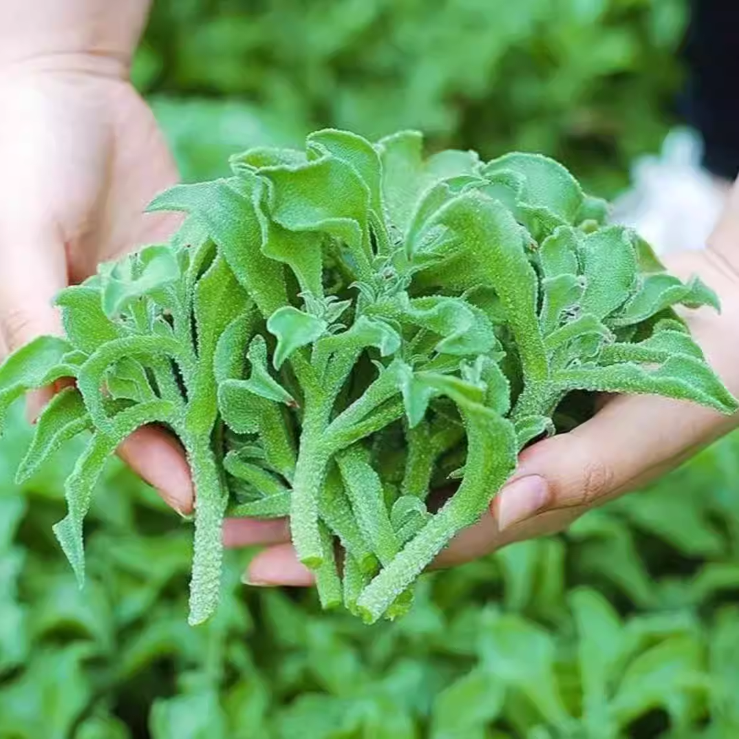 Crystal Ice Plant Seeds