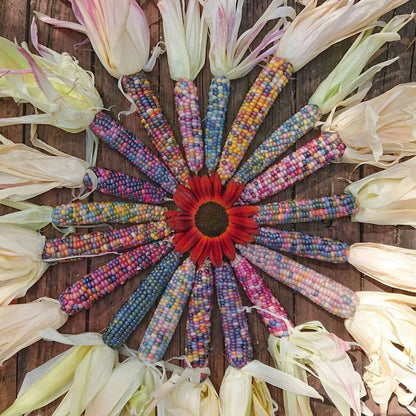 Decorative Corn Gem corn  Seeds