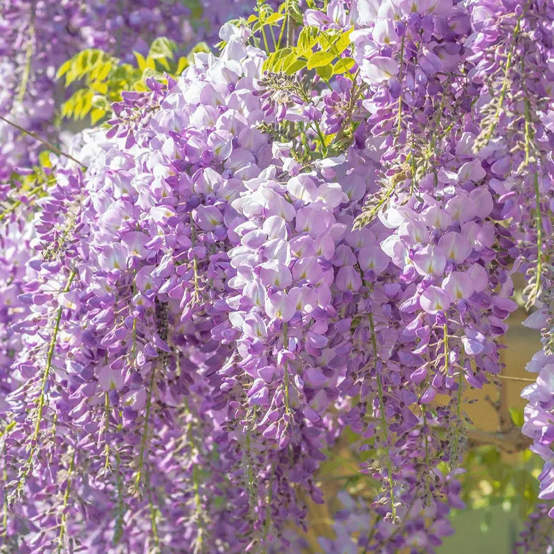 Wisteria - The Garden’s Cascading Beauty All Year Round