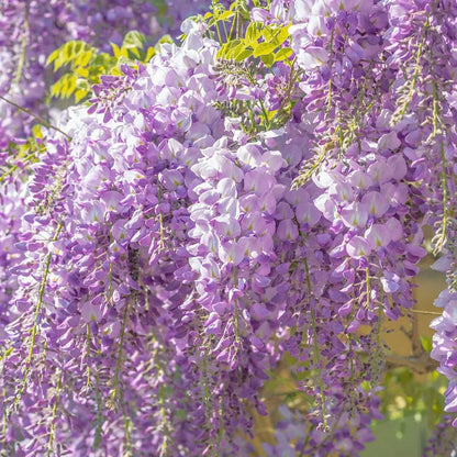 Wisteria - The Garden’s Cascading Beauty All Year Round