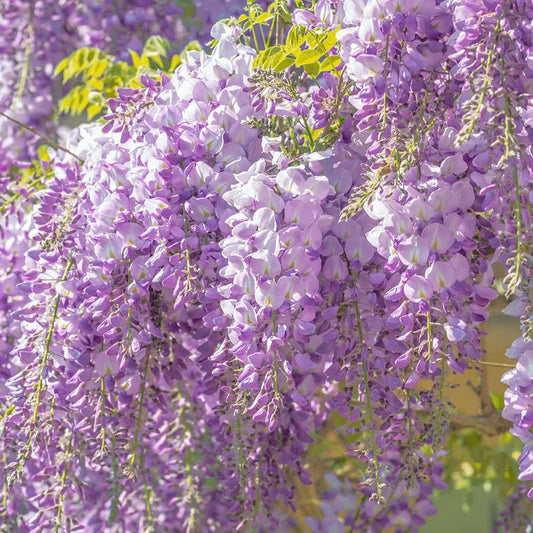 Wisteria - The Garden’s Cascading Beauty All Year Round