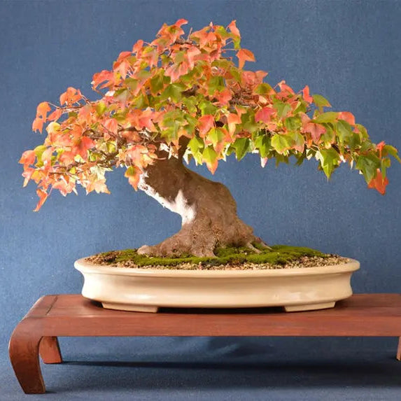 30Pcs Bonsai Tree Trident Maple Seeds