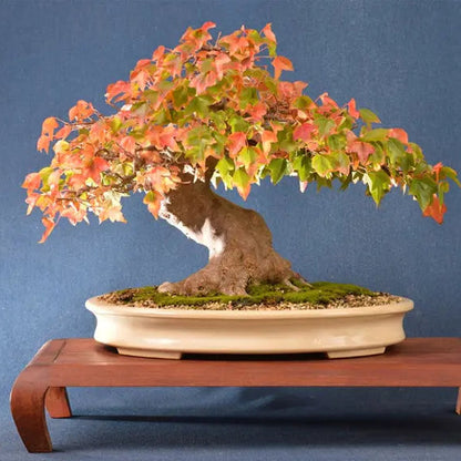 30Pcs Bonsai Tree Trident Maple Seeds