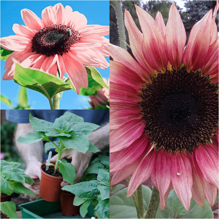 Iris Tectorum Rose Sunflower 50Pcs Pink Sunflower Seeds