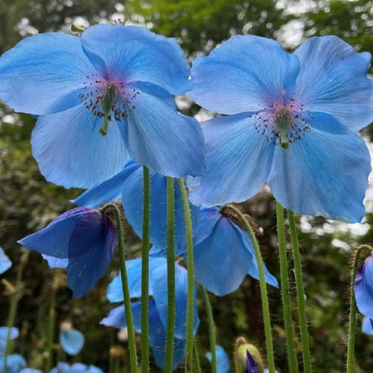 100 Blue Meconopsis Betonicifolia Flower Seeds
