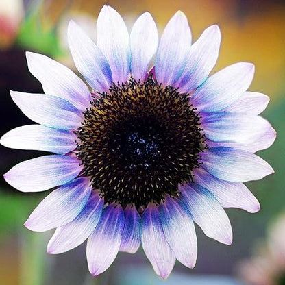 Sunflower Seeds For Planting Rare Multi Color Garden Seeds Sunflowers