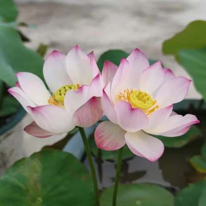 🪷Bowl Lotus: Embracing Zen Through Blossoms