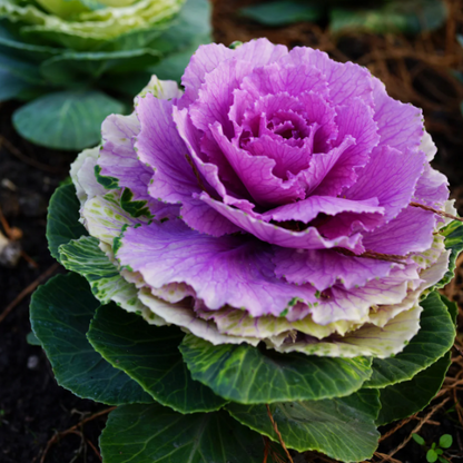 Colorful Kale Mix Seeds