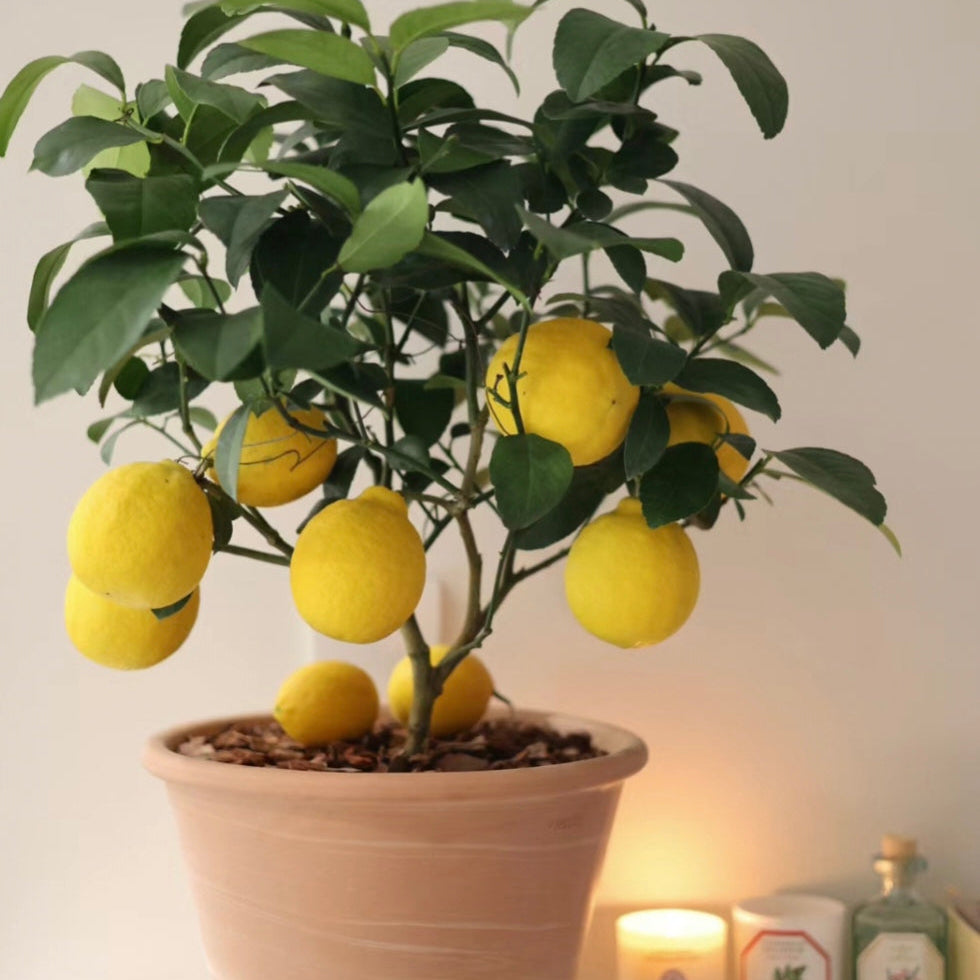 High Survival Rate Lemon Tree Seeds