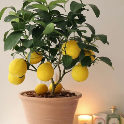 High Survival Rate Lemon Tree Seeds