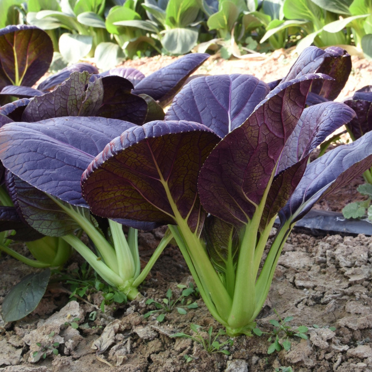 Purple Leaf Rape Seeds