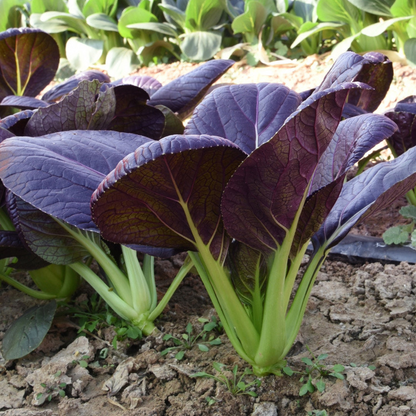 Purple Leaf Rape Seeds