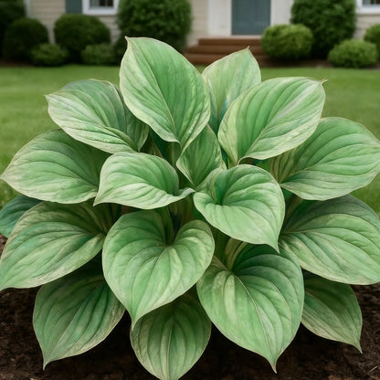 100 Seeds Glow-in-the-Dark Garden Magic: Rare Dark Blue Flame Hostas Seeds