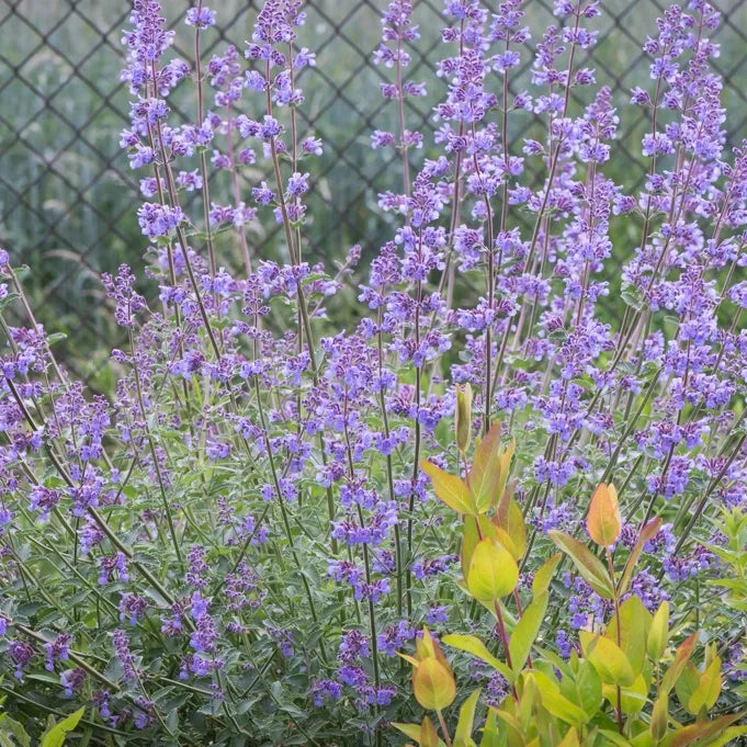 Catnip Seeds
