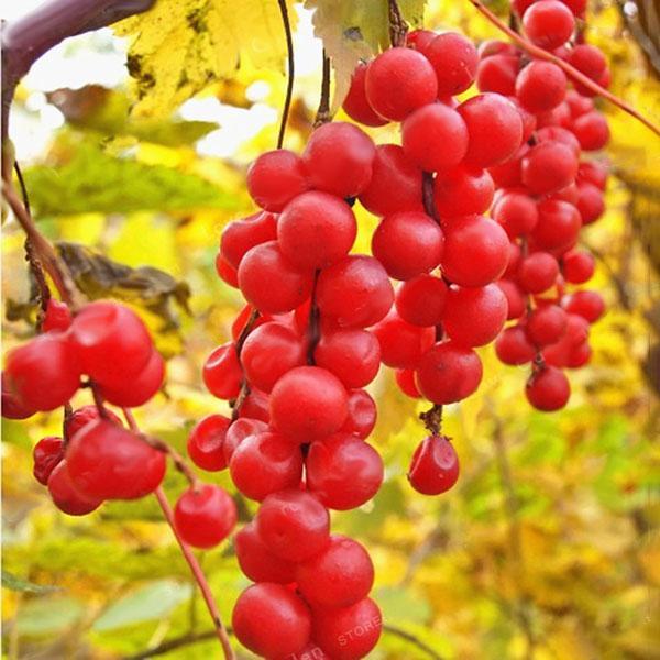 Egrow 50Pcs(100Pcs)/Pack Schisandra Seeds Chinese Magnolia Vine Edible Garden Fruit Tree Seed DIY Plants