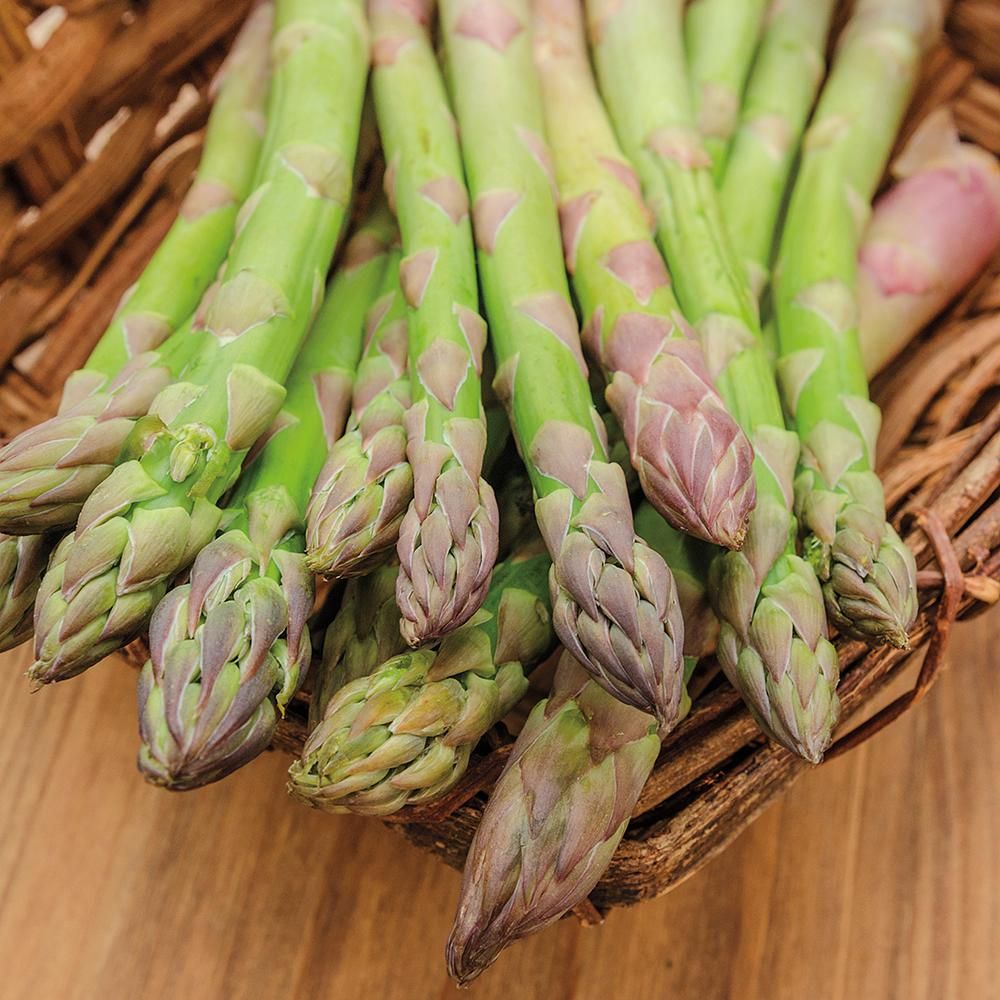 🌿King of Vegetables - Asparagus Mary Washington