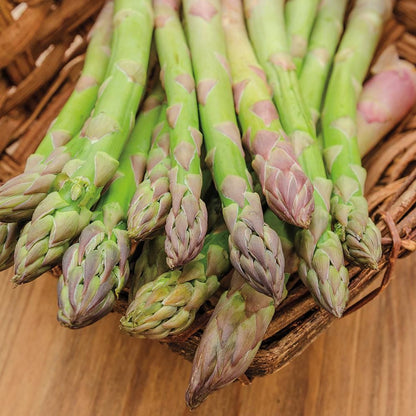 🌿King of Vegetables - Asparagus Mary Washington