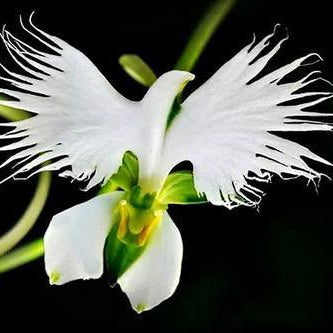 Habenaria radiata