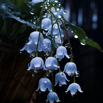 Blue Lily Of The Valley-Symbol Of Gratitude And Everlasting Love