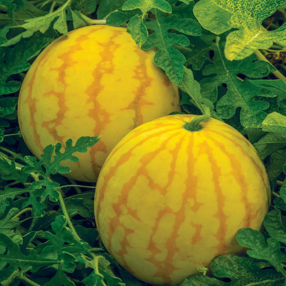Watermelon, Red in Gold Hybrid, Golden Watermelons