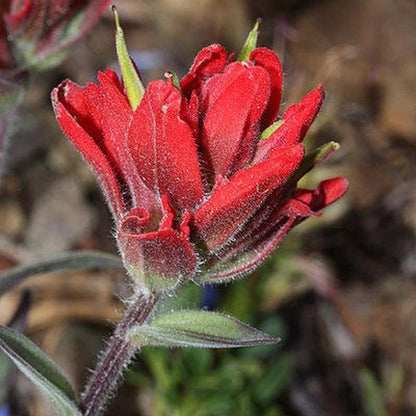 Red Indian Paintbrush, Castilleja Indivisa Flower Seeds