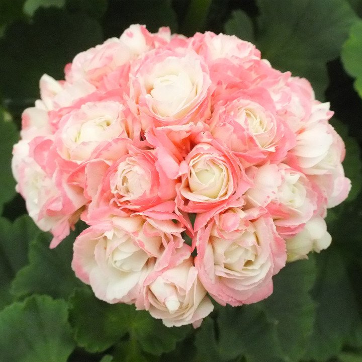 Apple Blossom Geranium Seeds
