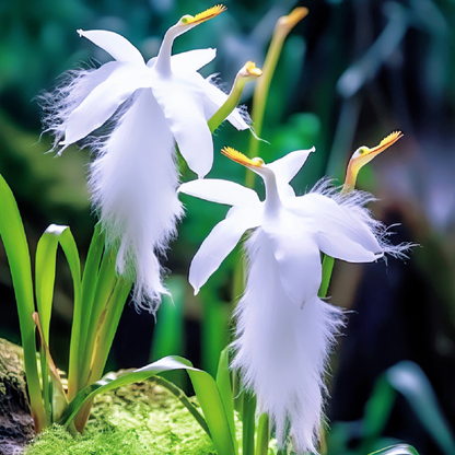 White Egret Orchid (Habenaria Radiata) pigeon Flower Seeds