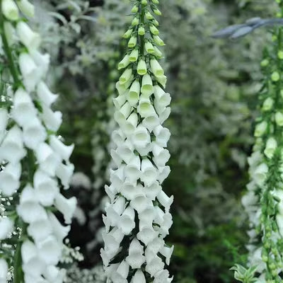 Mixed Foxglove Seeds