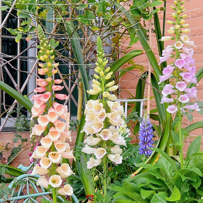 Mixed Foxglove Seeds