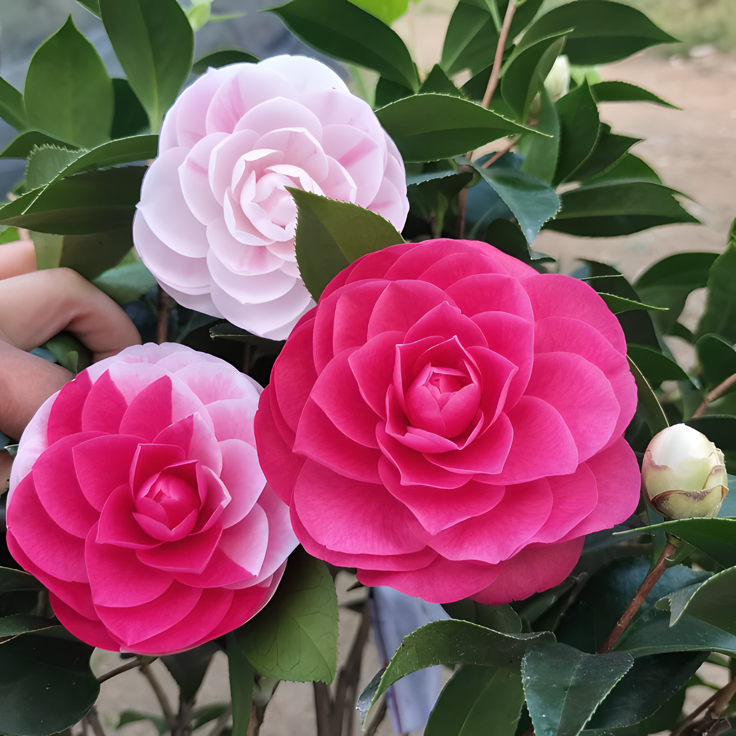 🌼Five-Color Camellia—Ideal Love