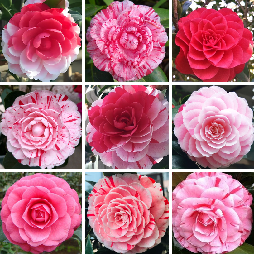 🌼Five-Color Camellia—Ideal Love