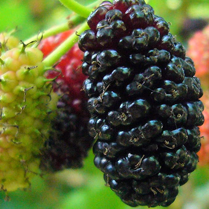 Stratified Raspberry Fruit Seeds